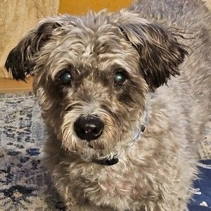 Meet your Posher, Posh